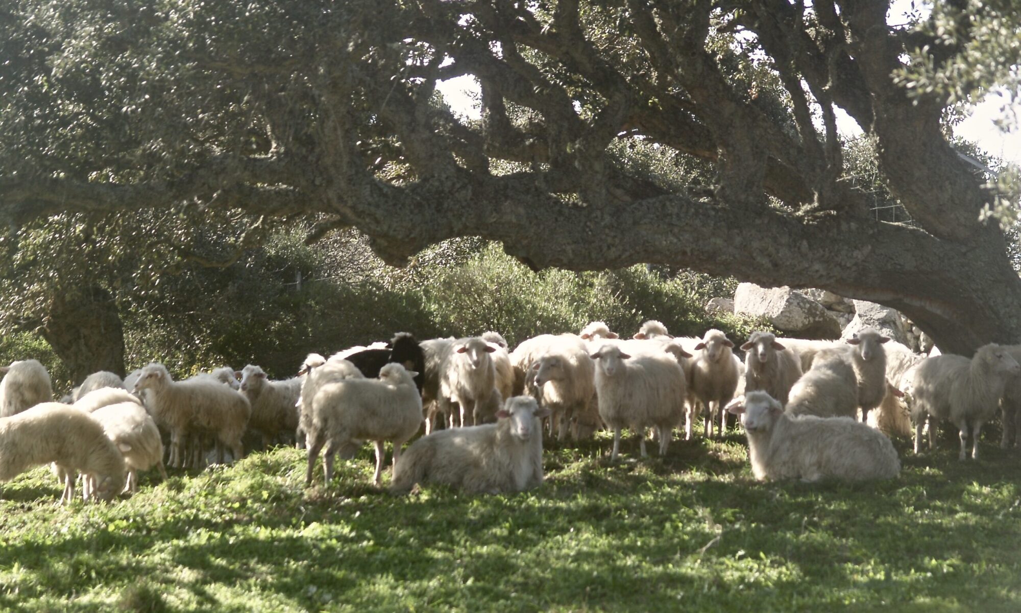 Korkeiche, Sughera, Schafe, Sardinien